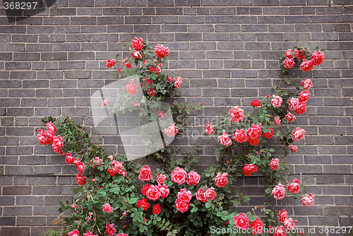 Image of Roses on brick wall