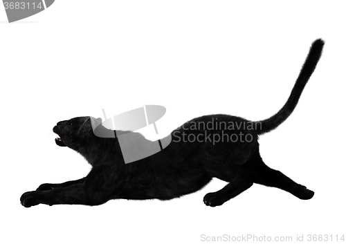 Image of Big Cat Black Panther