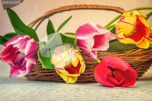 Image of Beautiful tulips in a wicker basket on the table.