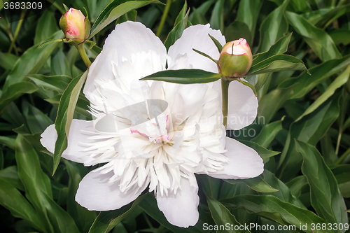 Image of Blossoming peony among green leaves