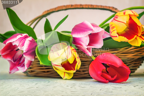 Image of Beautiful tulips in a wicker basket on the table.