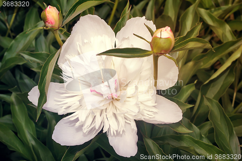 Image of Blossoming peony among green leaves