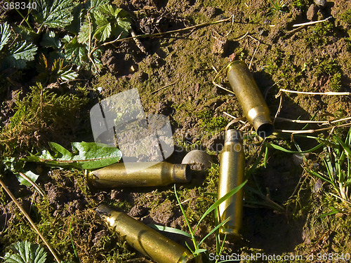 Image of Discarded shells