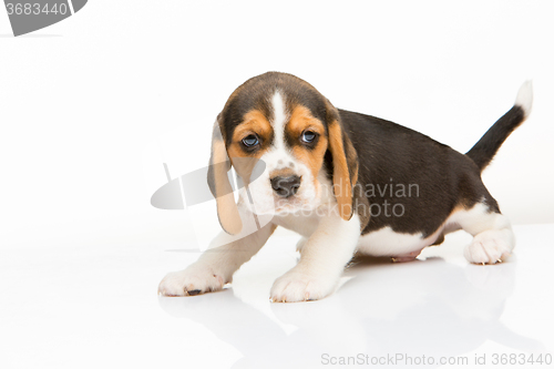 Image of Beagle puppy on white background