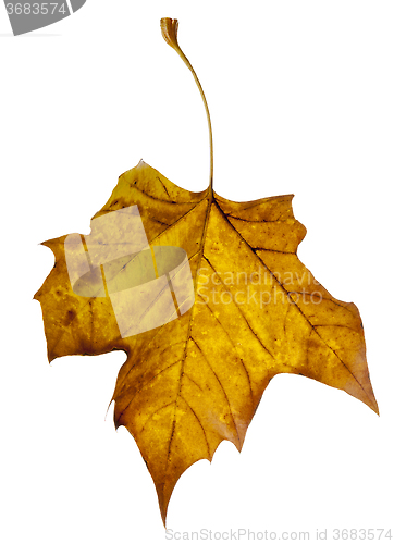 Image of Yellow Leaf Falling