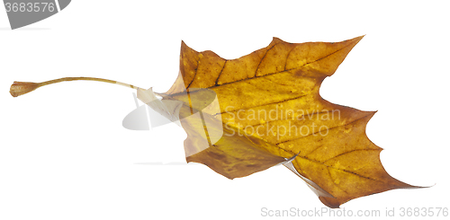 Image of Yellow Leaf Falling