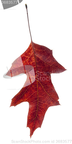 Image of Read Oak Leaf Falling