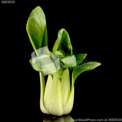 Image of Pak choi on black 