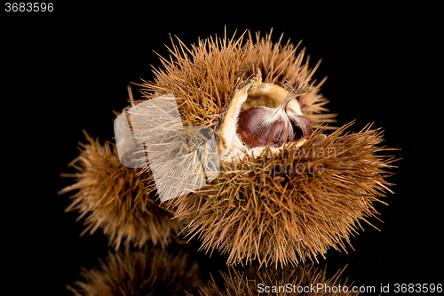 Image of Chestnuts on a black reflective background