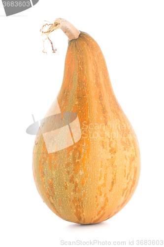 Image of Pumpkin