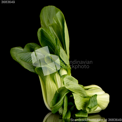 Image of Pak choi on black 