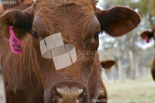 Image of brown cow