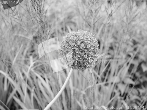 Image of Black and white 