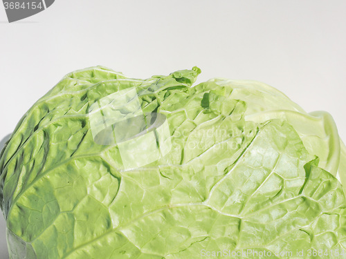 Image of Green cabbage vegetables