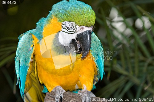 Image of macaw laughing or crying