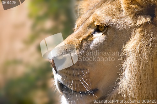 Image of lion side on
