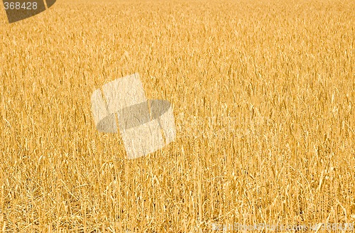 Image of field of wheat