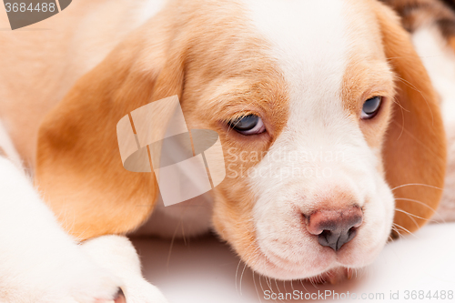 Image of Beagle puppy on white background