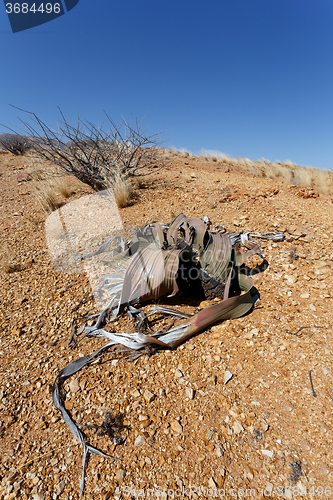 Image of Welwitschia mirabilis, Amazing desert plant, living fossil