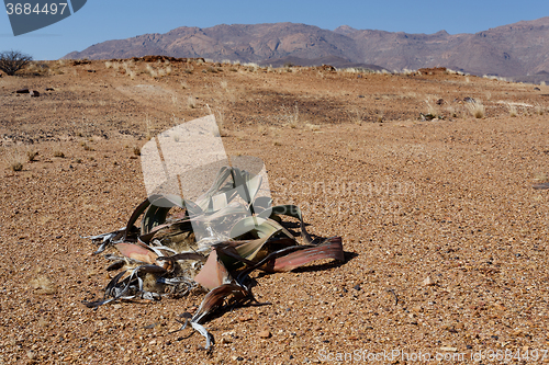 Image of Welwitschia mirabilis, Amazing desert plant, living fossil