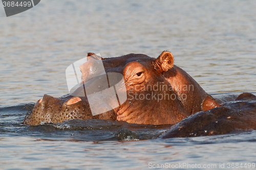 Image of portrait of Hippo Hippopotamus Hippopotamus