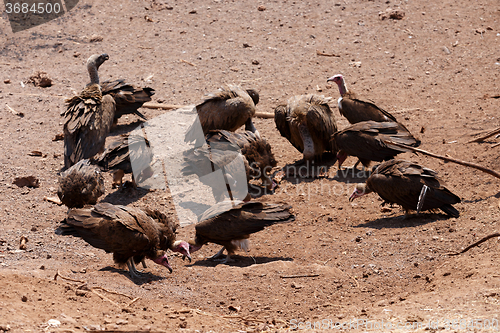 Image of flock of White backed vulture