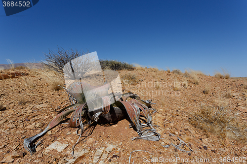 Image of Welwitschia mirabilis, Amazing desert plant, living fossil