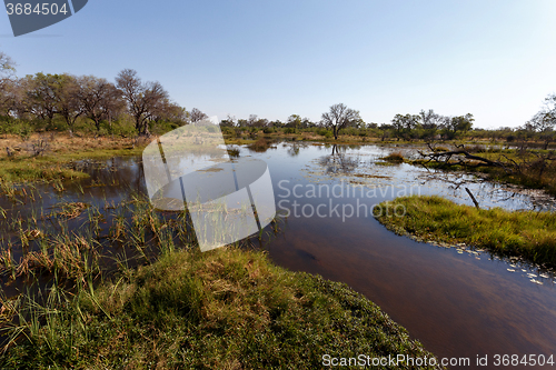 Image of landscape in the Okavango swamps