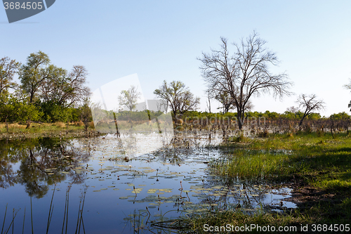 Image of landscape in the Okavango swamps