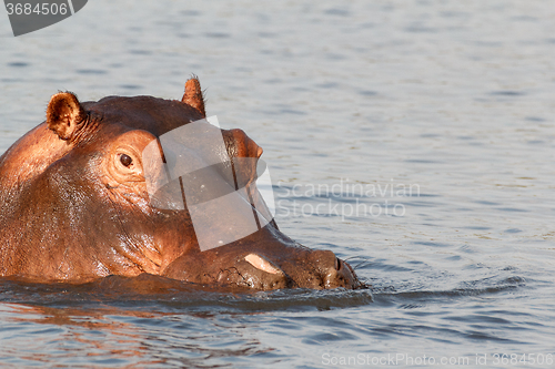 Image of portrait of Hippo Hippopotamus Hippopotamus