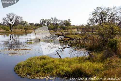 Image of landscape in the Okavango swamps