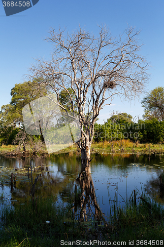 Image of landscape in the Okavango swamps