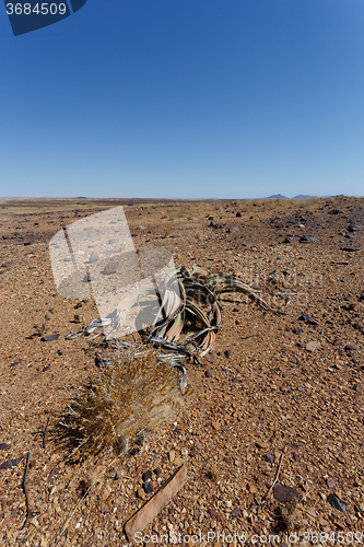 Image of Welwitschia mirabilis, Amazing desert plant, living fossil