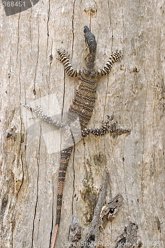 Image of goanna just hanging around