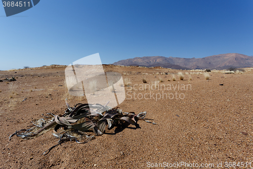 Image of Welwitschia mirabilis, Amazing desert plant, living fossil