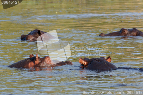 Image of Hippo Hippopotamus Hippopotamus