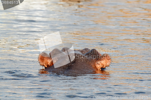 Image of portrait of Hippo Hippopotamus Hippopotamus