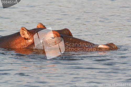 Image of portrait of Hippo Hippopotamus Hippopotamus