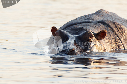 Image of portrait of Hippo Hippopotamus Hippopotamus