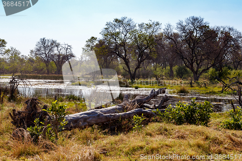 Image of landscape in the Okavango swamps