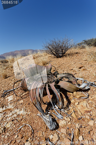 Image of Welwitschia mirabilis, Amazing desert plant, living fossil