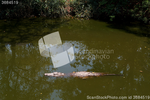 Image of Nile Crocodile hiden in water