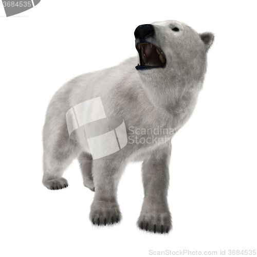 Image of Polar Bear on White