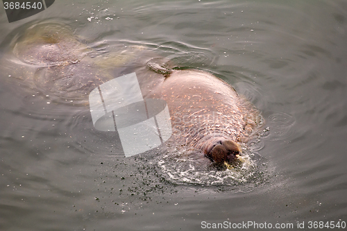 Image of Marine animals in ocean walrus