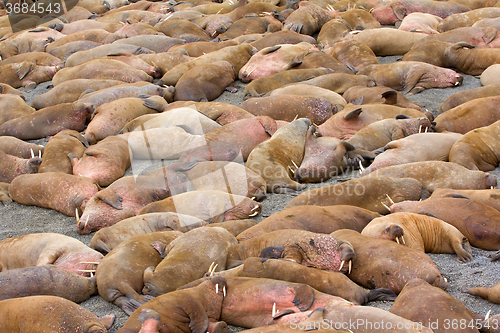 Image of Incredible picture - sleeping on sand big bodies