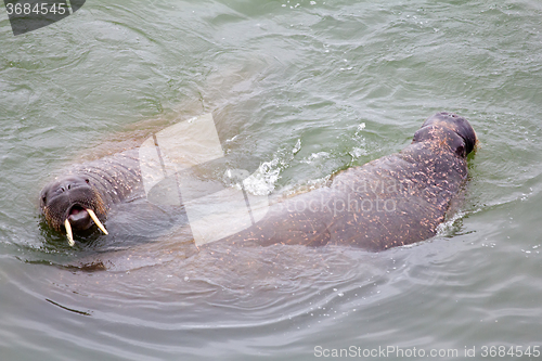 Image of Atlantic walrus in the Barents sea