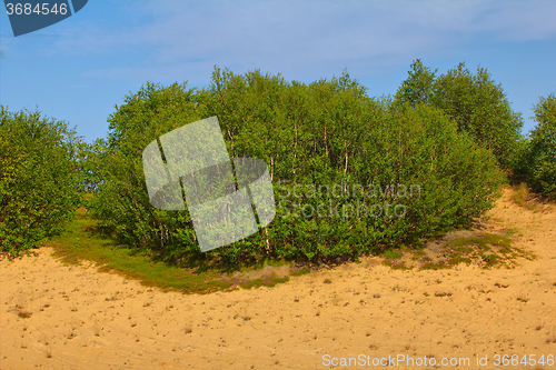 Image of Green dune: planting forests is fixed sands and create pleasant landscape