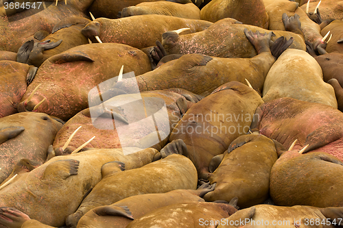 Image of Incredible picture - sleeping on sand big bodies