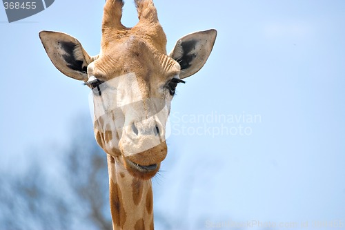 Image of giraffe looking at camera