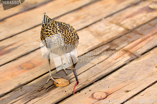 Image of Incredible difficulties for migrants: weary bird on deck of ship